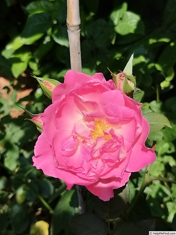 'Bornéo Odore ®' rose photo