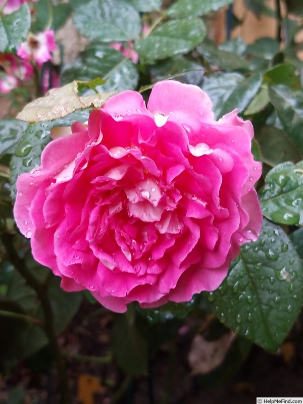 'Bornéo Odore ®' rose photo