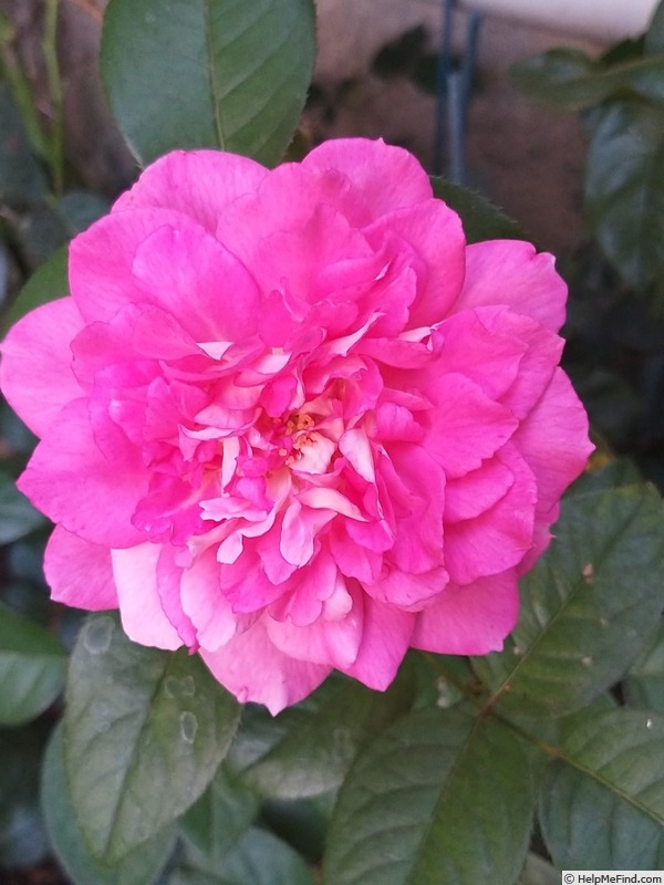 'Bornéo Odore ®' rose photo