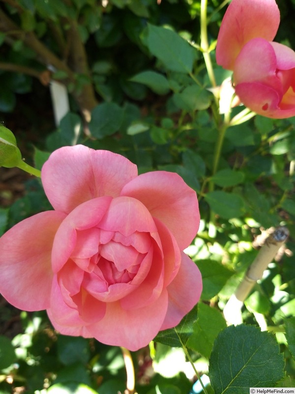 'Boscobel ® (shrub, Austin 2012)' rose photo