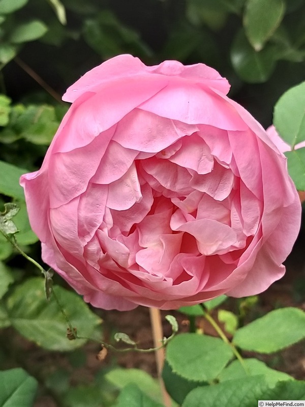 'Boscobel ® (shrub, Austin 2012)' rose photo
