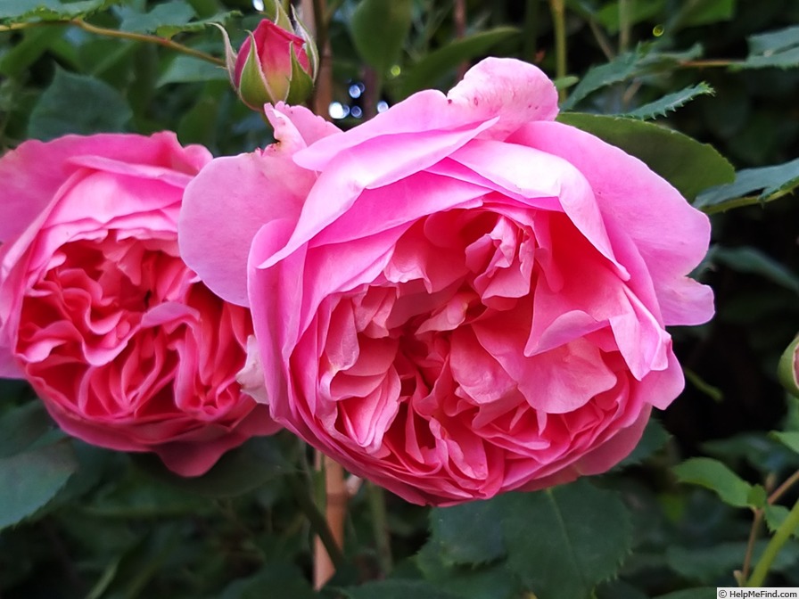 'Boscobel ® (shrub, Austin 2012)' rose photo