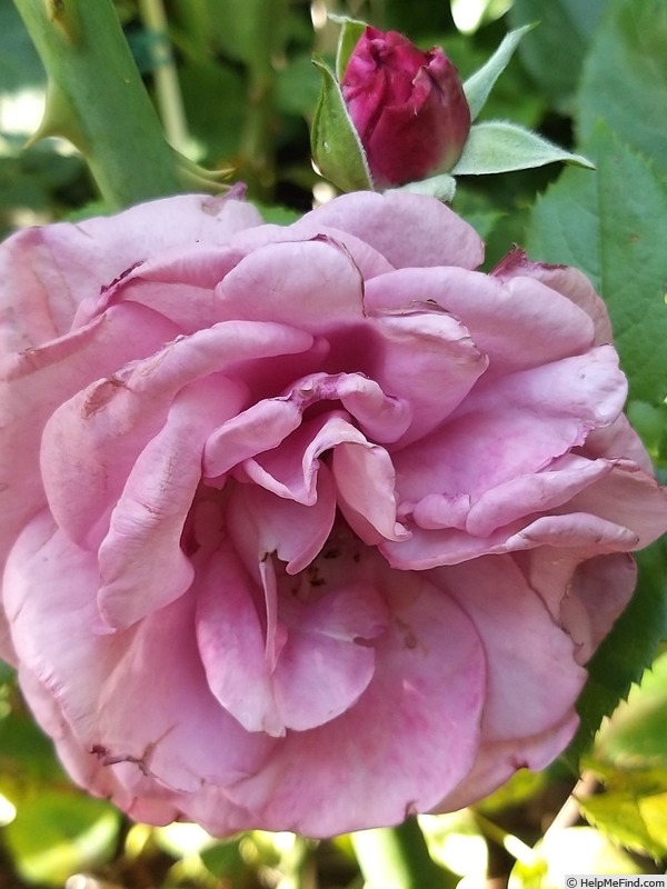 'Bossuet, Aigle de Meaux ®' rose photo
