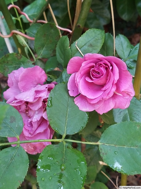 'Bossuet, Aigle de Meaux ®' rose photo
