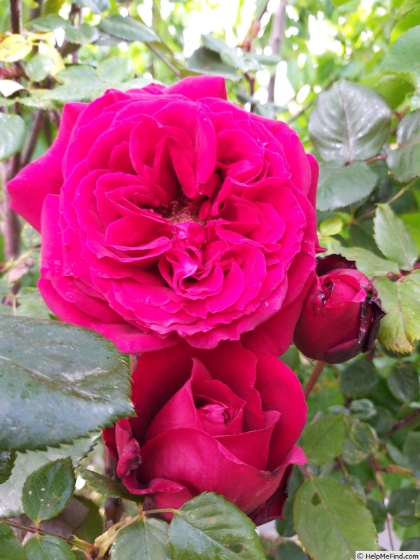 'Botero ®' rose photo