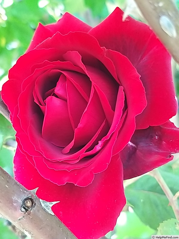 'Botero ®' rose photo