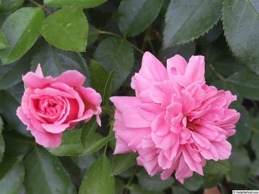 'Botticelli ®' rose, click to enlarge 'Botticelli ®' rose photo