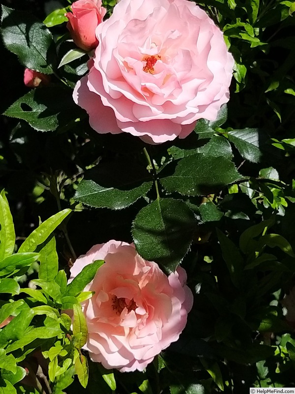 'Botticelli ®' rose, click to enlarge 'Botticelli ®' rose photo