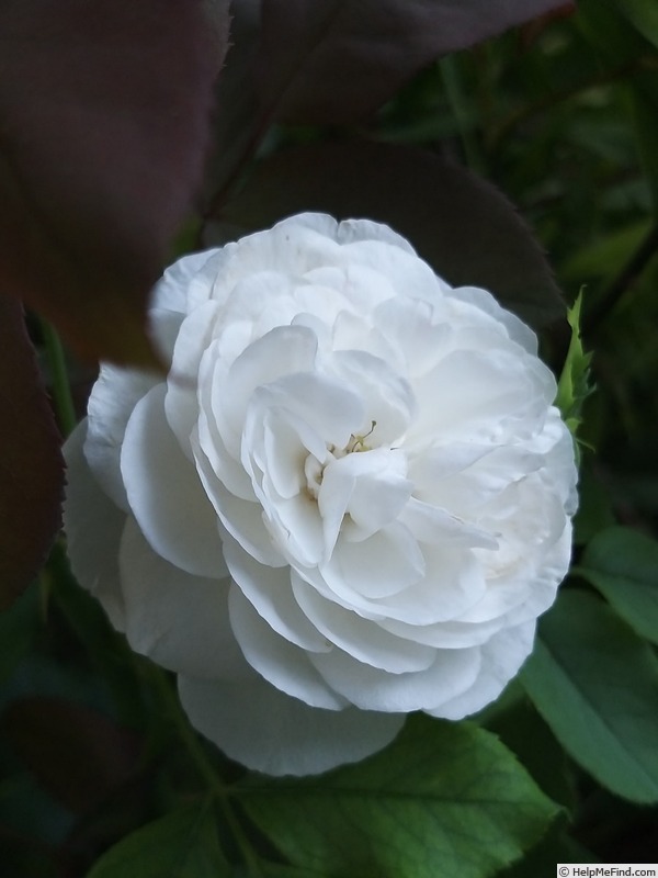 'Boule de Neige (bourbon, Lacharme, 1867)' rose photo