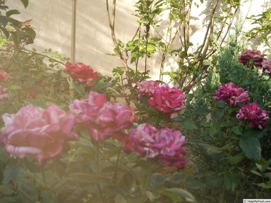 'Brocéliande ® (Hybrid Tea, Adam 2000)' rose photo