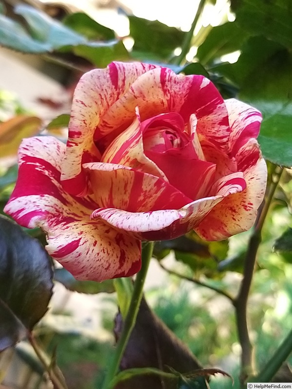 'Brocéliande ® (Hybrid Tea, Adam 2000)' rose photo