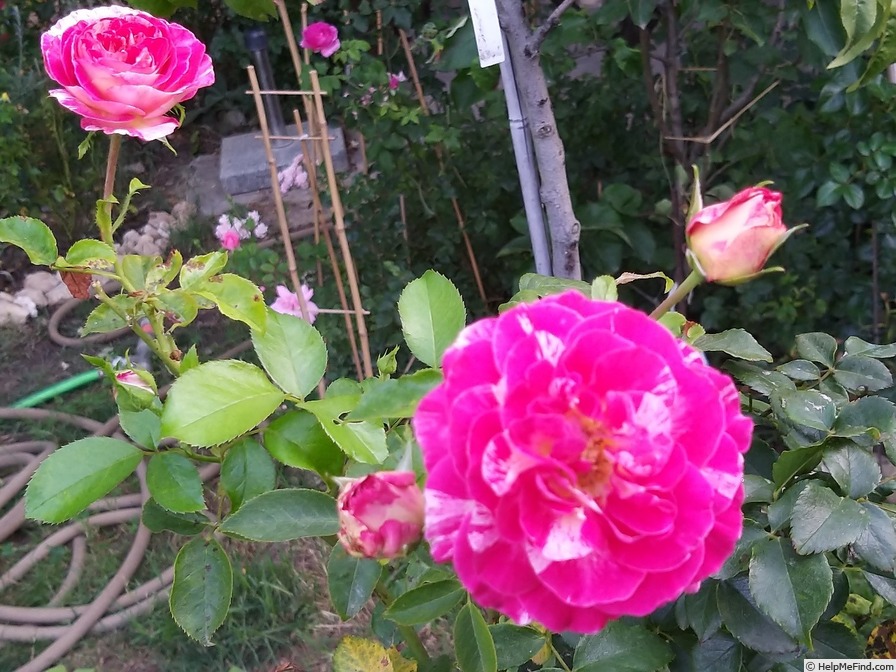 'Camille Pissarro ™' rose photo