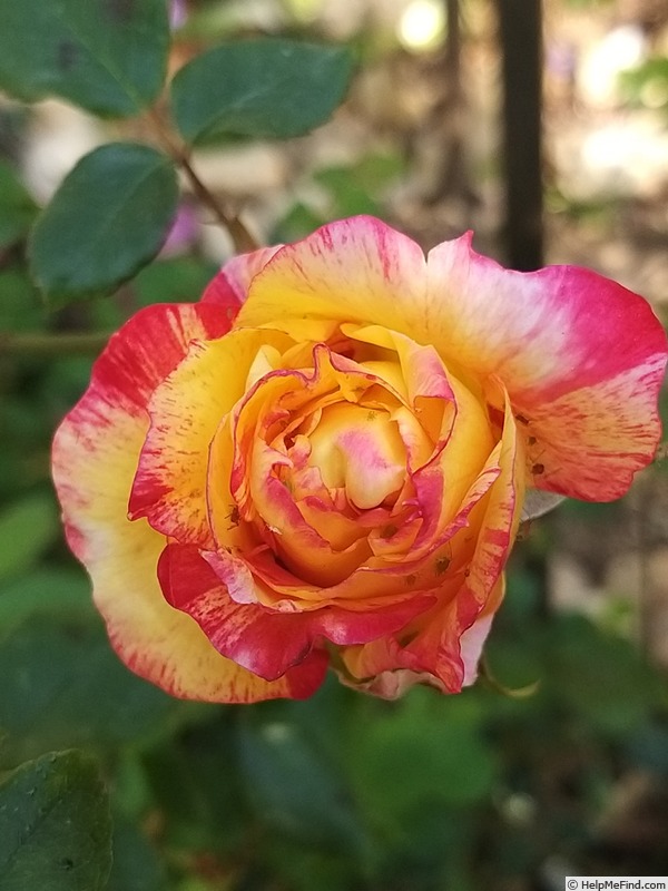 'Camille Pissarro ™' rose photo