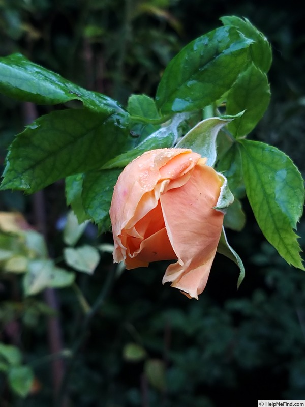 'Carolyn Knight' rose photo