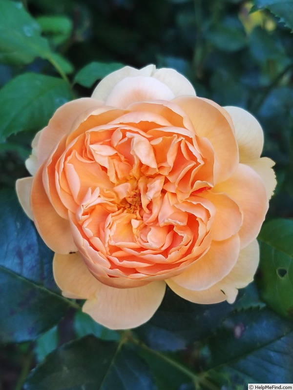 'Carolyn Knight' rose photo