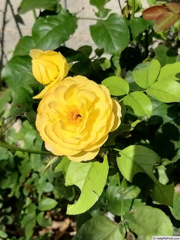 'Château de Cheverny ®' rose photo