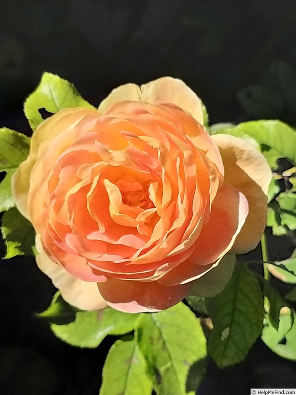 'Château de Cheverny ®' rose photo