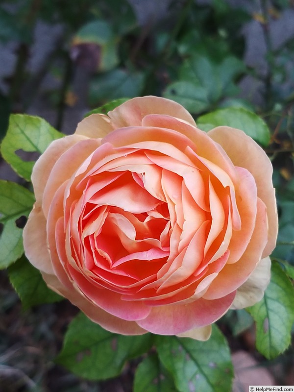 'Château de Cheverny ®' rose photo