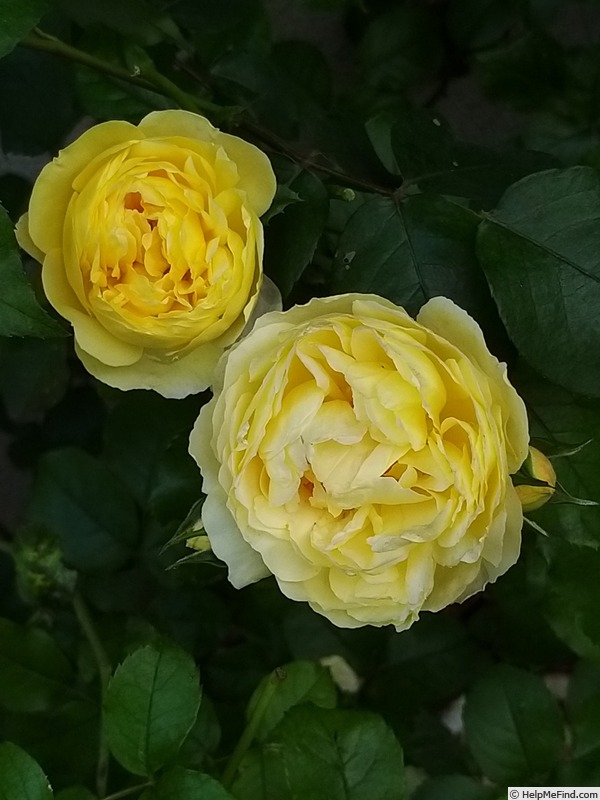 'Château de Cheverny ®' rose photo