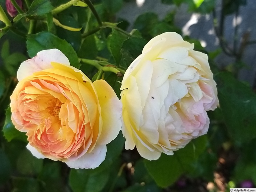 'Château de Cheverny ®' rose photo