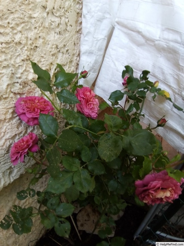 'Christopher Marlowe' rose photo