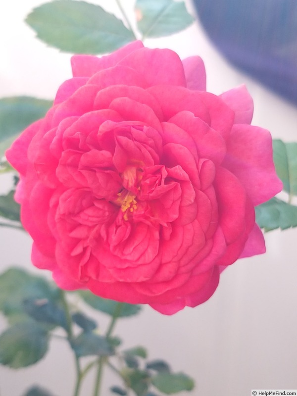 'Christopher Marlowe' rose, click to enlarge 'Christopher Marlowe' rose photo