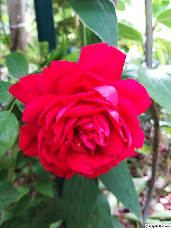 'Joli coeur ®  (hybrid tea, Simon before 2018)' rose photo