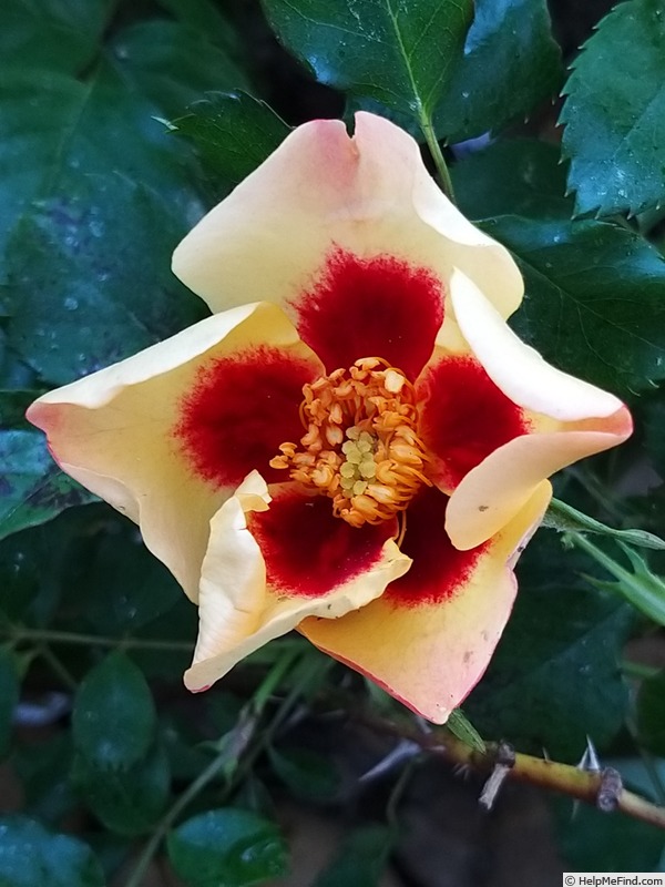 'Coral Babylon Eyes ®' rose photo