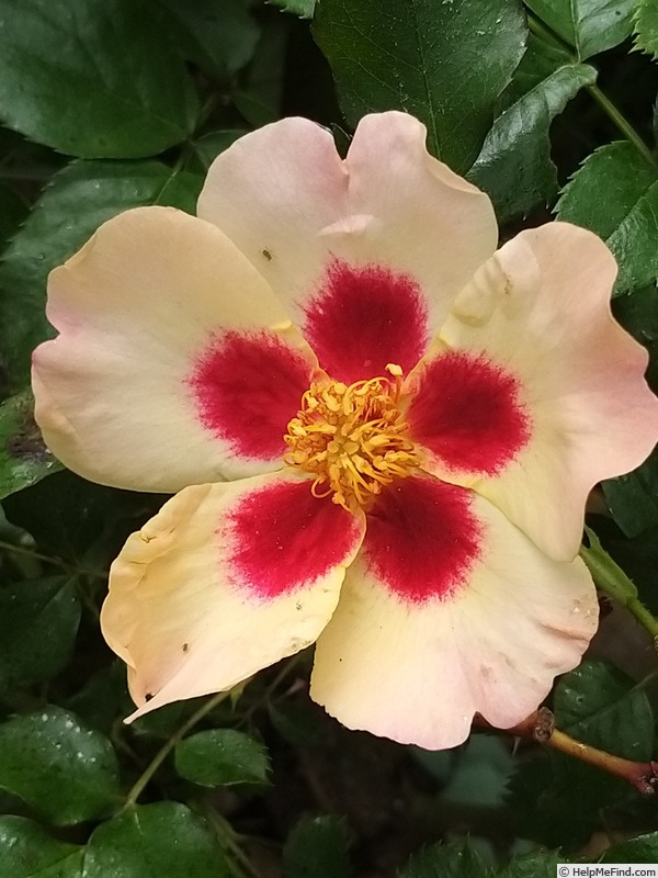 'Coral Babylon Eyes ®' rose photo