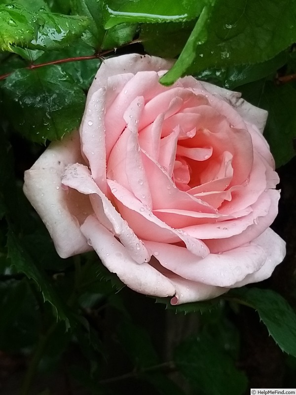 'Clair Renaissance ™' rose photo
