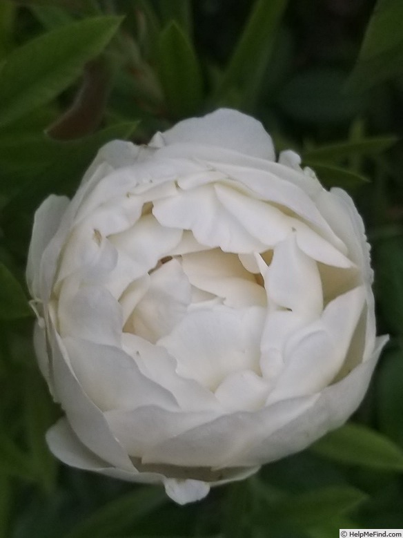 'Claire Austin' rose photo