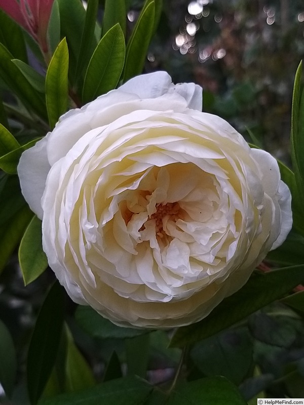 'Claire Austin' rose photo