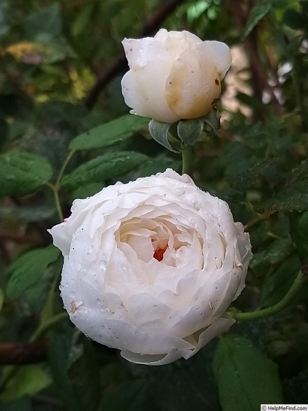 'Claire Austin' rose photo