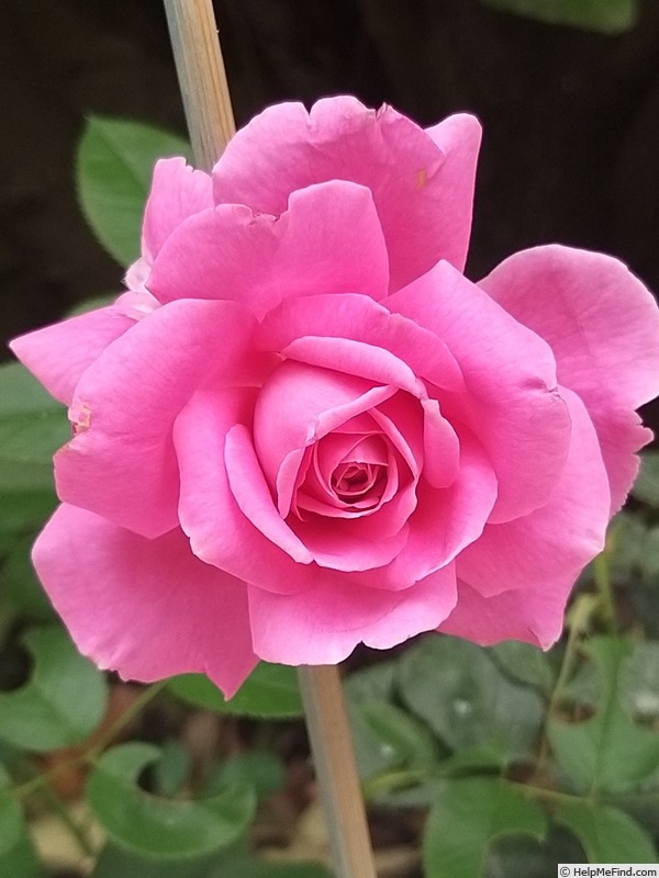 'Claire Marshall' rose, click to enlarge 'Claire Marshall' rose photo