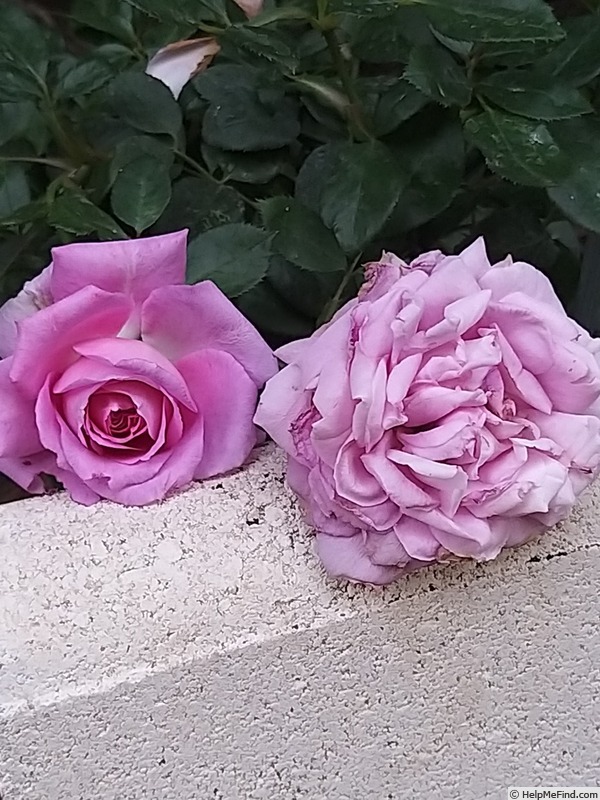 'Claire Marshall' rose, click to enlarge 'Claire Marshall' rose photo