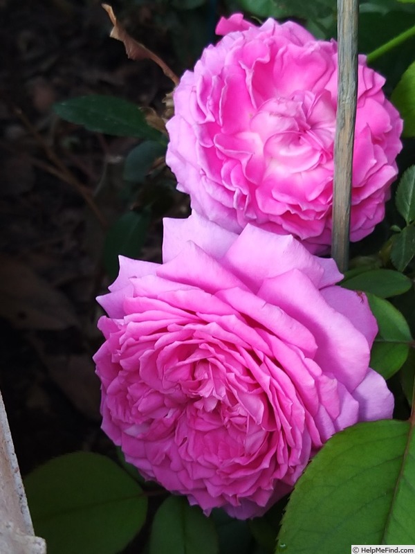 'Claire Marshall' rose photo