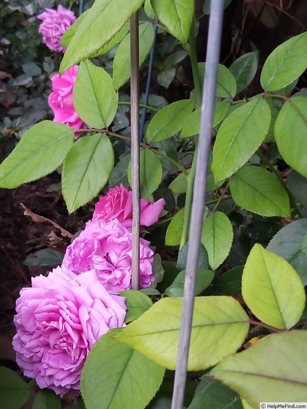 'Claire Marshall' rose, click to enlarge 'Claire Marshall' rose photo