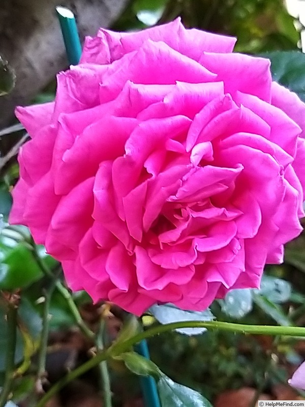 'Claire Marshall' rose photo