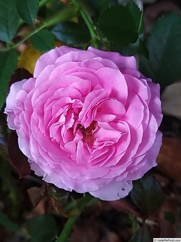 'Claire Marshall' rose, click to enlarge 'Claire Marshall' rose photo