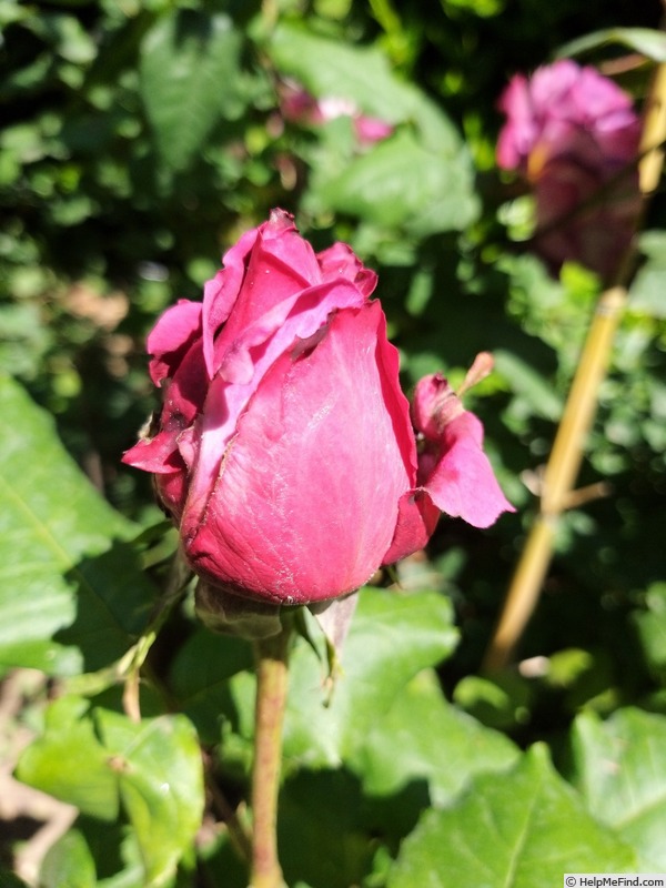 'Claude Brasseur ®' rose photo