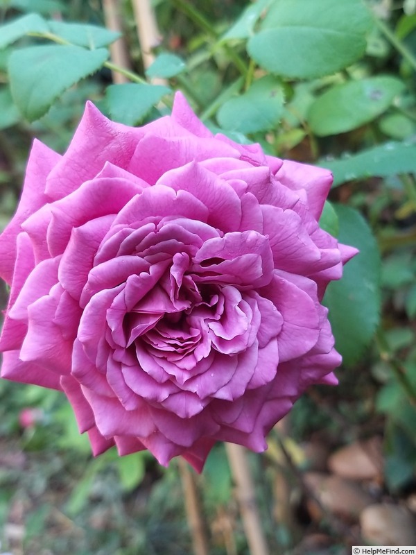 'Claude Brasseur ®' rose photo