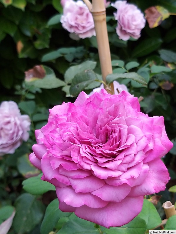 'Claude Brasseur ®' rose photo