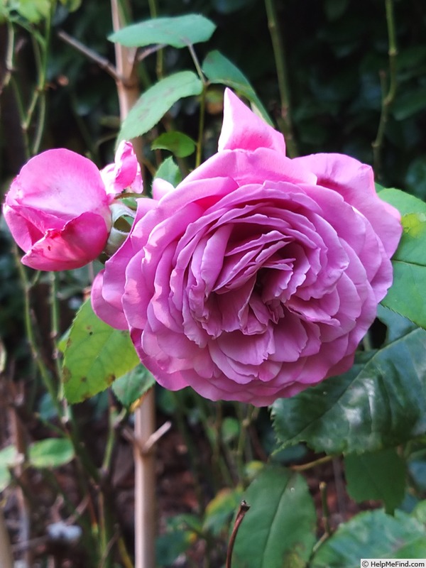 'Claude Brasseur ®' rose photo