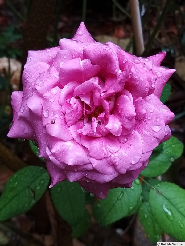 'Claude Brasseur ®' rose photo