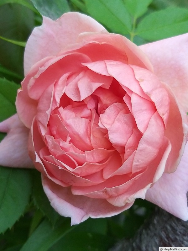 'Colette ® (hybrid tea, Meilland 1994)' rose photo