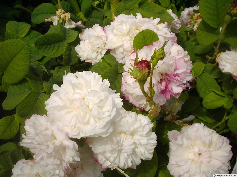 'Léda (damask, Unknown before 1818)' rose photo