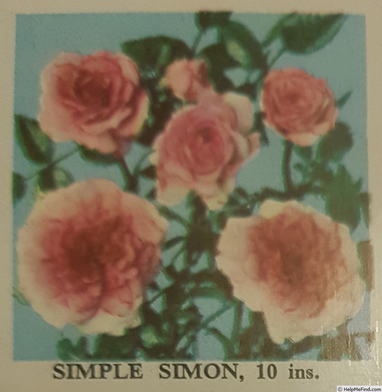 'Simple Simon (miniature, de Vink 1955)' rose photo