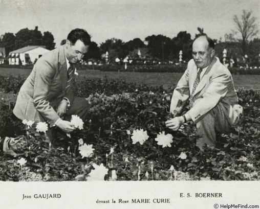 'Madame Marie Curie' rose photo