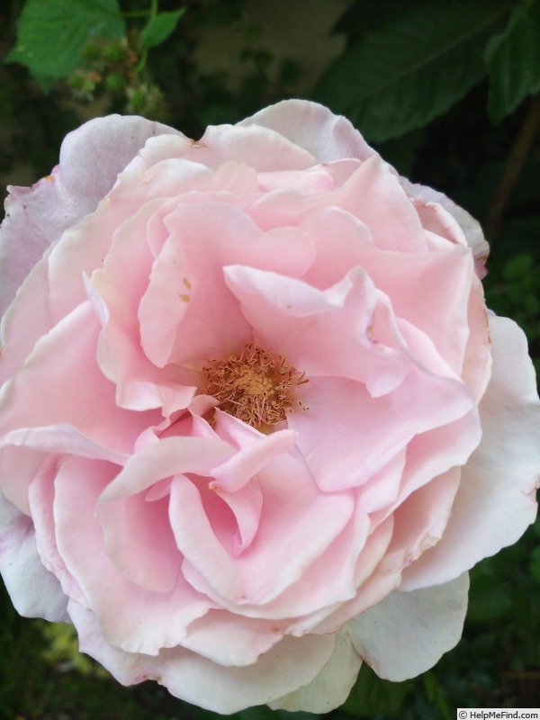 'Criterion' rose photo