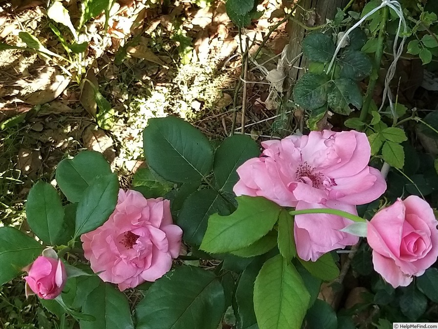 'Criterion' rose photo